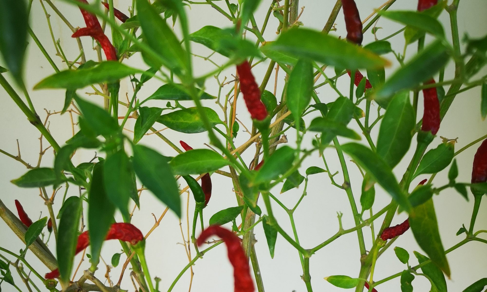Chili homegrown scharf