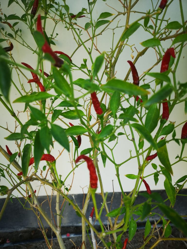 Chili homegrown scharf