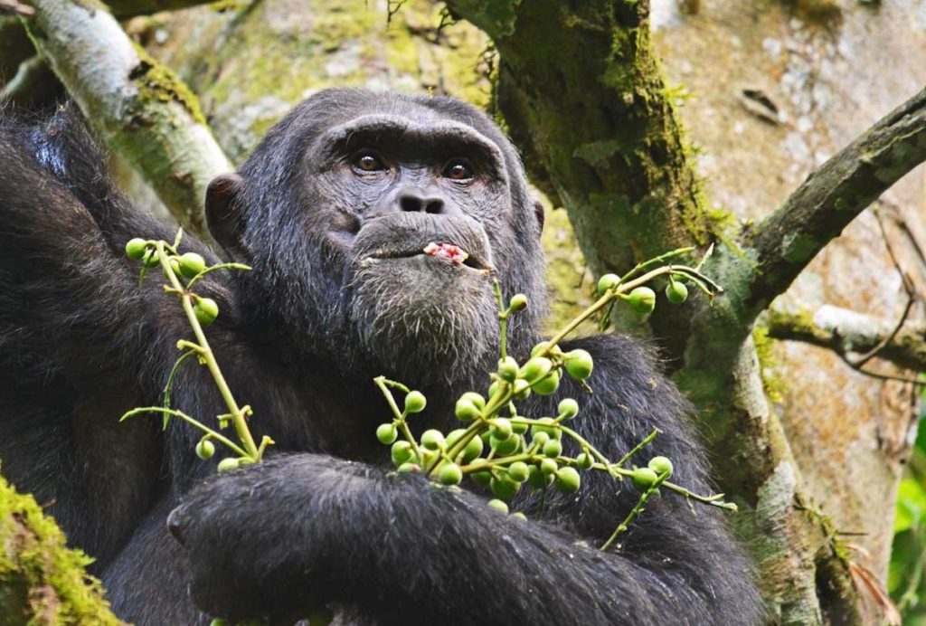 Gorilla- und Schimpansen-Tracking